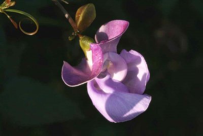 IMG_2498 qge.jpg