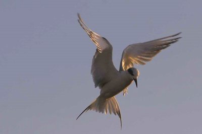 IMG_2450 terns.jpg