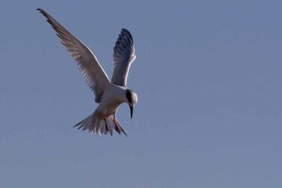 IMG_2647 terns.jpg