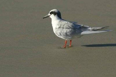 IMG_6228 terns.jpg