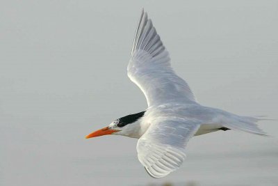 IMG_7778 terns.jpg