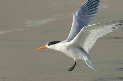 IMG_7799 terns.jpg