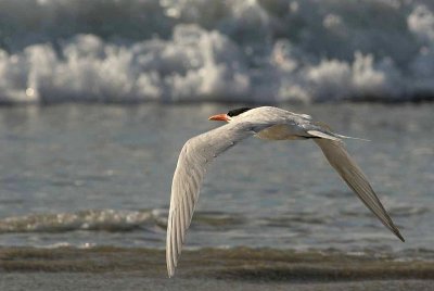 IMG_8100 terns.jpg