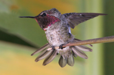 IMG_0599 hummers.jpg