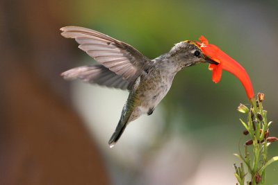 IMG_5309 hummers.jpg