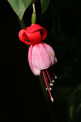 IMG_4261 fl.jpg