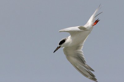 IMG_6213 terns.jpg