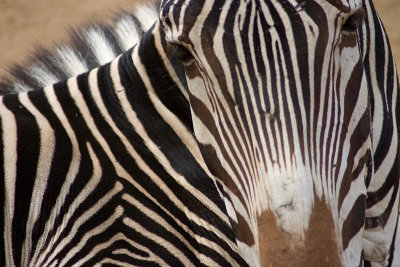 LA Zoo