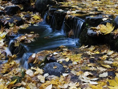 1701-Fall-at-Fern-Springs.jpg
