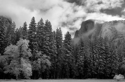 0140 Dusted with Snow bw w.jpg