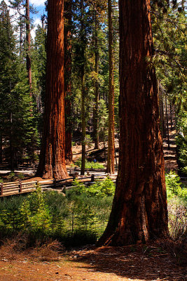 3173-Sequoias-of-Wawona.jpg