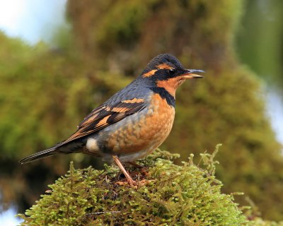 Varied Thrush