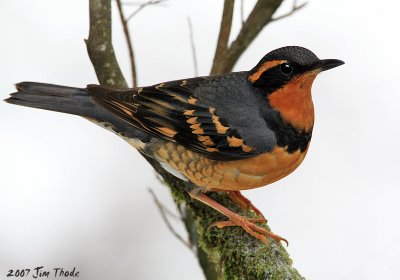 Varied Thrush