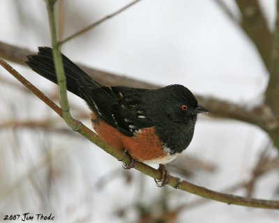 Spotted Towhee