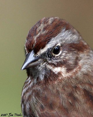 Song  Sparrow