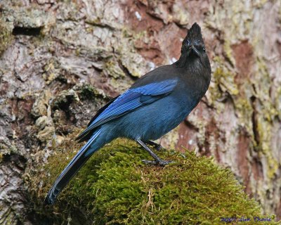 Stellers Jay