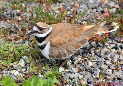 Killdeer