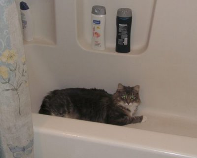 Puppy's Waterbed