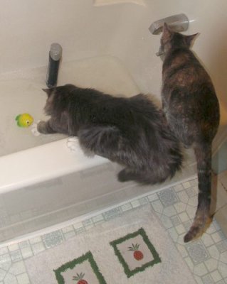 Got To Reach That Fish ...