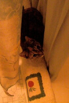Pay No Attention To The Kitten Behind The Shower Curtain