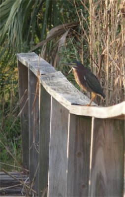 Bird on Bridge