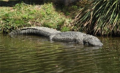 Gator Country!