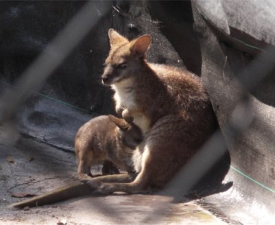 Momma & Baby Wallabee