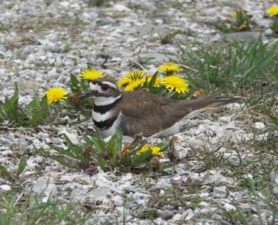 My Killdeer on Her Nest