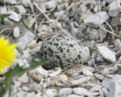 An Eggsellent Close-Up