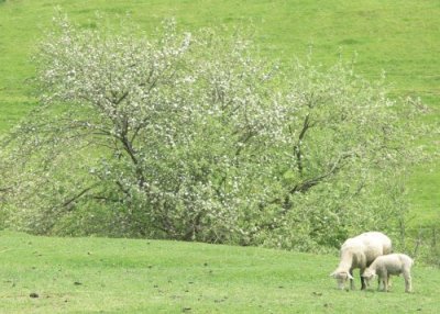 A Sheepy Pasture