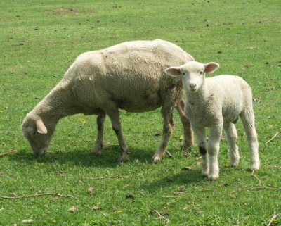 Momma & Lamb