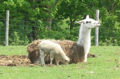 Llama & Lamb