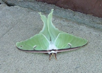 A Luna Moth