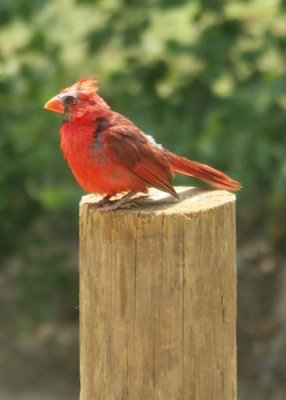 Scruffy Cardinal