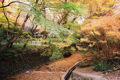 Kyoto Fall
