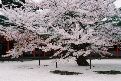 Heian Temple - snow white