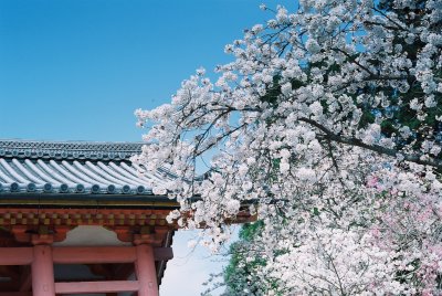 Ninnaji - Front Entrance