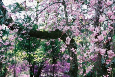 Color of Ninnaji