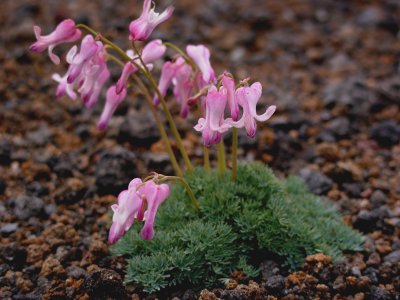 Komakusa - Queen of Alpine Flowers