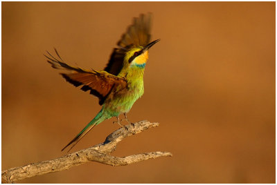 Swallowtailed Bee-eater
