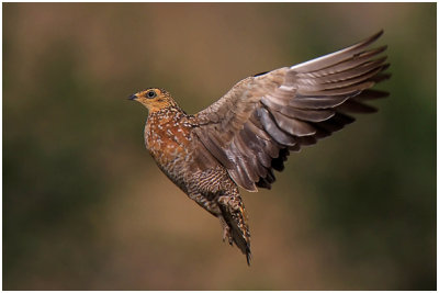 Burchells Sandgrouse