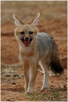 Cape Fox Pup