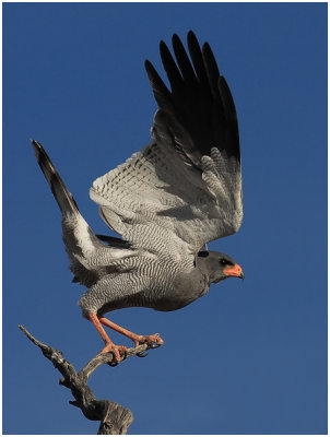 Pale Chanting Goshawk