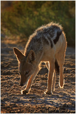 Blackbacked Jackal