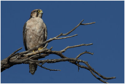 Lanner Falcon