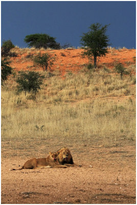 Lions in typical Kgalagadi landscape