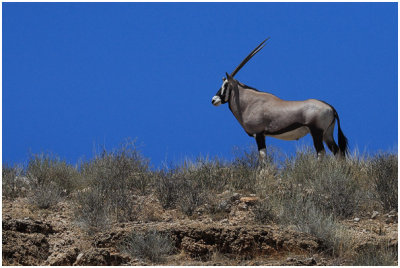 Gemsbok