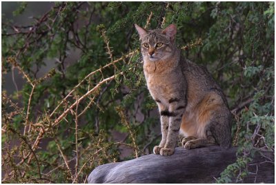 African Wild Cat