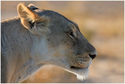 Lioness