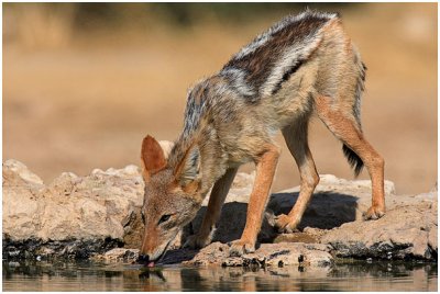 Black backed Jackal